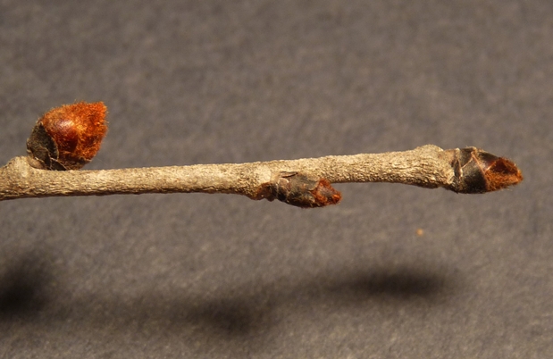 {Ulmus rubra}